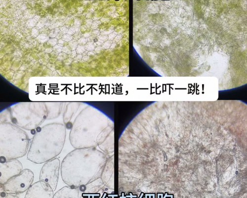 卡萨帝冰箱：将保鲜科技做到了细胞级养鲜才有了市场领先